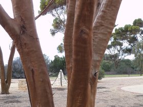 Eucalyptus salubris (3).JPG